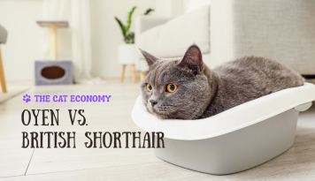 Oyen vs. British Shorthair