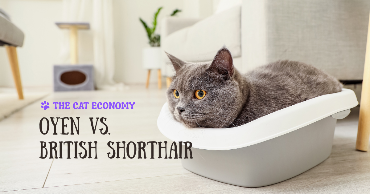 Oyen vs. British Shorthair